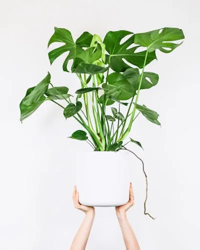 Pilea Plant