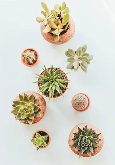 Snake Plant